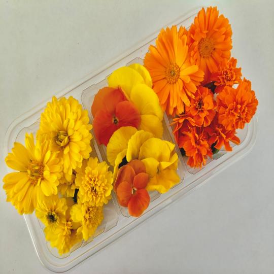 زهور اشراقة