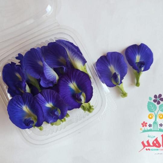 زهور الفراشة الزرقاء